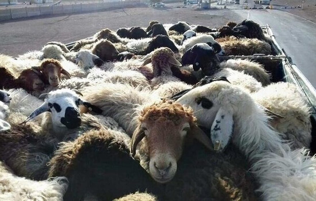ناکامی قاچاقچیان احشام در ارتفاعات مرزی اشنویه