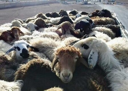 ناکامی قاچاقچیان احشام در ارتفاعات مرزی اشنویه