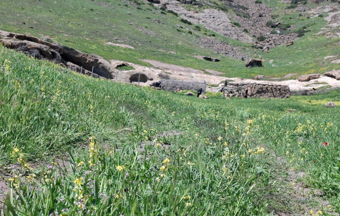 توسعه کشت علوفه‌ای در دیم‌زارهای آذربایجان‌غربی