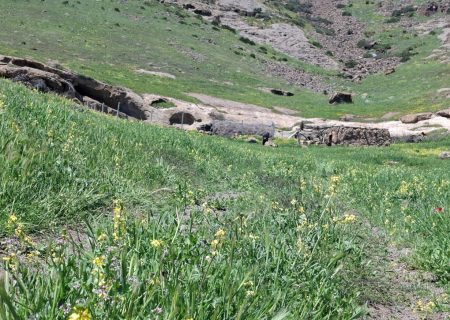 توسعه کشت علوفه‌ای در دیم‌زارهای آذربایجان‌غربی