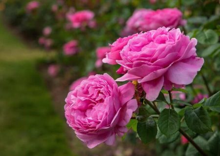 پیش‌بینی تولید ۹۰۰ هزار لیتری گلاب در آذربایجان‌غربی