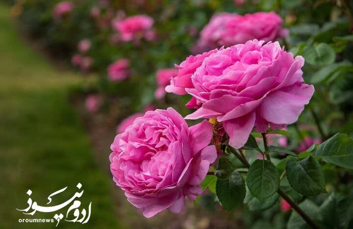 پیشبینی تولید ۹۰۰ هزار لیتری گلاب در آذربایجانغربی