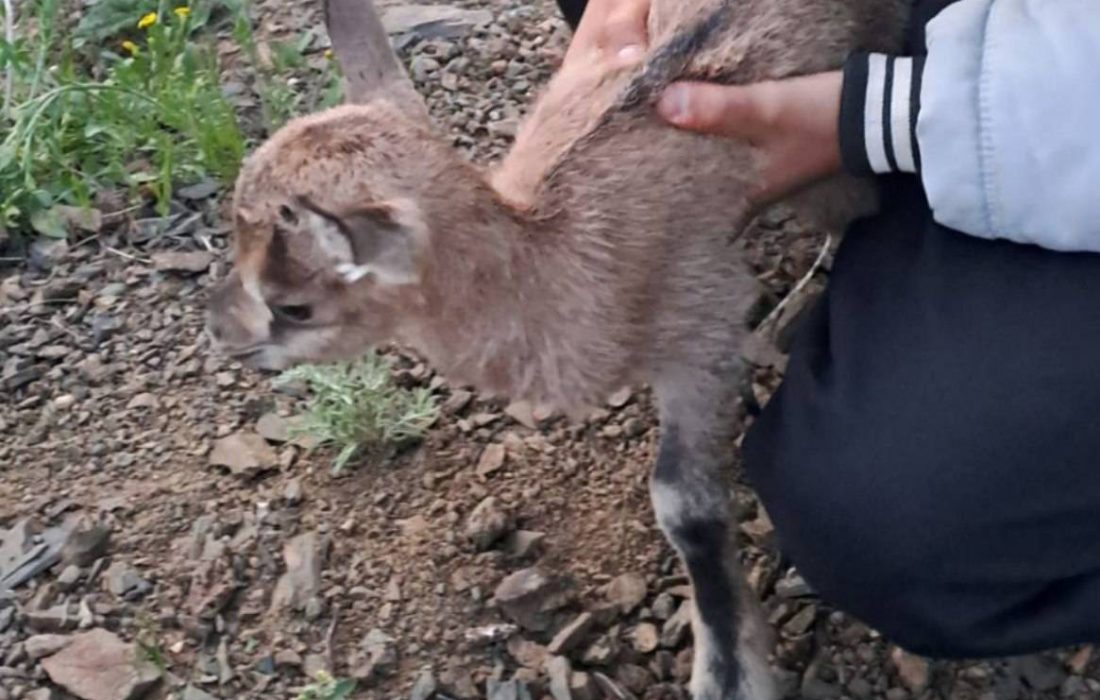 شهروندان در فصل زادآوری مزاحم حیات‌وحش نشوند