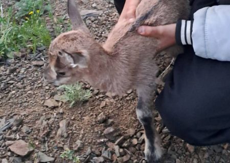 شهروندان در فصل زادآوری مزاحم حیات‌وحش نشوند