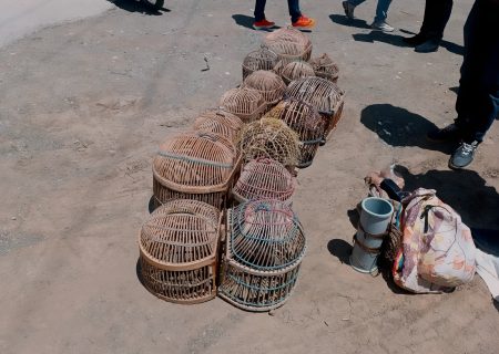 دستگیری شکارچی غیرمجاز کبک در اشنویه