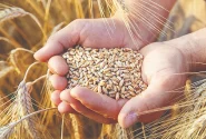 پیش‌بینی تولید ۹۰۰ هزار تن گندم در آذربایجان‌غربی