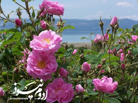 طلای معطر در گلستان‌های آذربایجان‌غربی