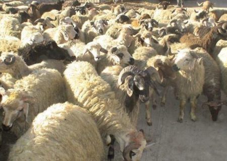 جریمه سنگین برای قاچاقچی دام در سردشت