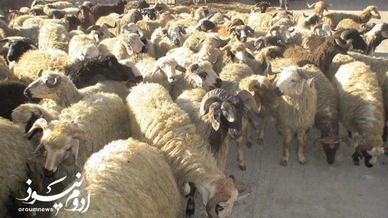 جریمه سنگین برای قاچاقچی دام در سردشت