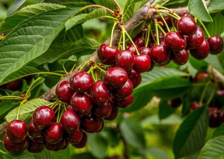 آلبالوی آذربایجان‌غربی در صدر تولید کشور قرار گرفت
