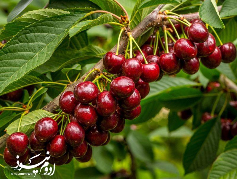 آلبالوی آذربایجانغربی در صدر تولید کشور قرار گرفت