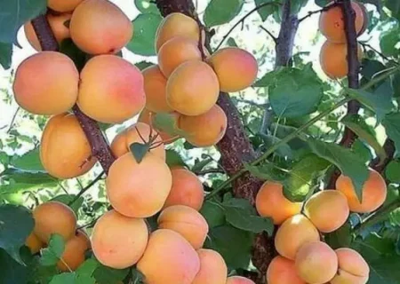 پیش‌بینی تولید ۲۹ هزار تُن زردآلو در آذربایجان‌غربی
