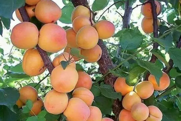 پیشبینی تولید ۲۹ هزار تُن زردآلو در آذربایجانغربی