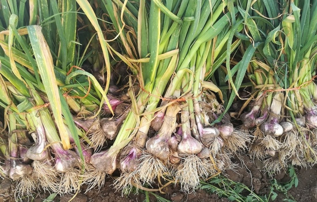 سیر ممتاز آذربایجان‌غربی در مسیر بازارهای صادراتی