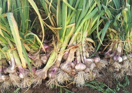 سیر ممتاز آذربایجان‌غربی در مسیر بازارهای صادراتی