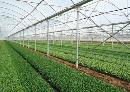 برندگان واقعی، بذر زندگی را در خاک وطن کاشتند