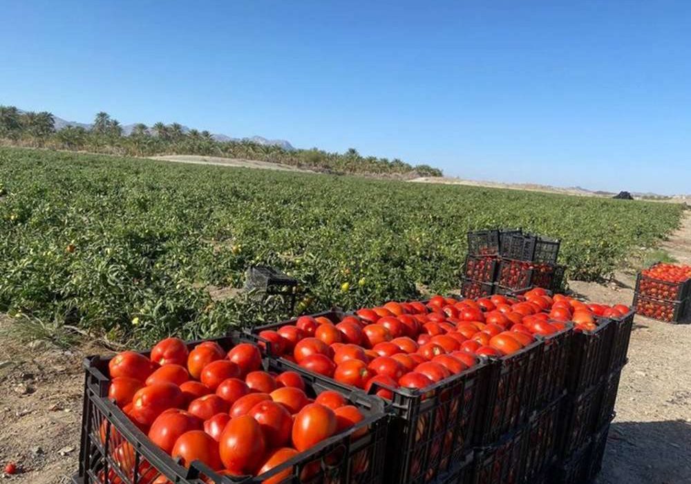 تجهیز ۹۰ درصد مزارع آذربایجانغربی به آبیاری نوین