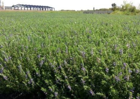 بادرشبو؛ طلای سبز معطر تابستانی آذربایجان‌غربی