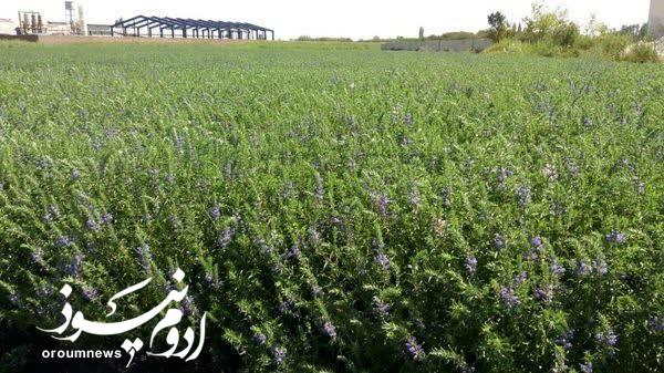 بادرشبو؛ طلای سبز معطر تابستانی آذربایجان‌غربی