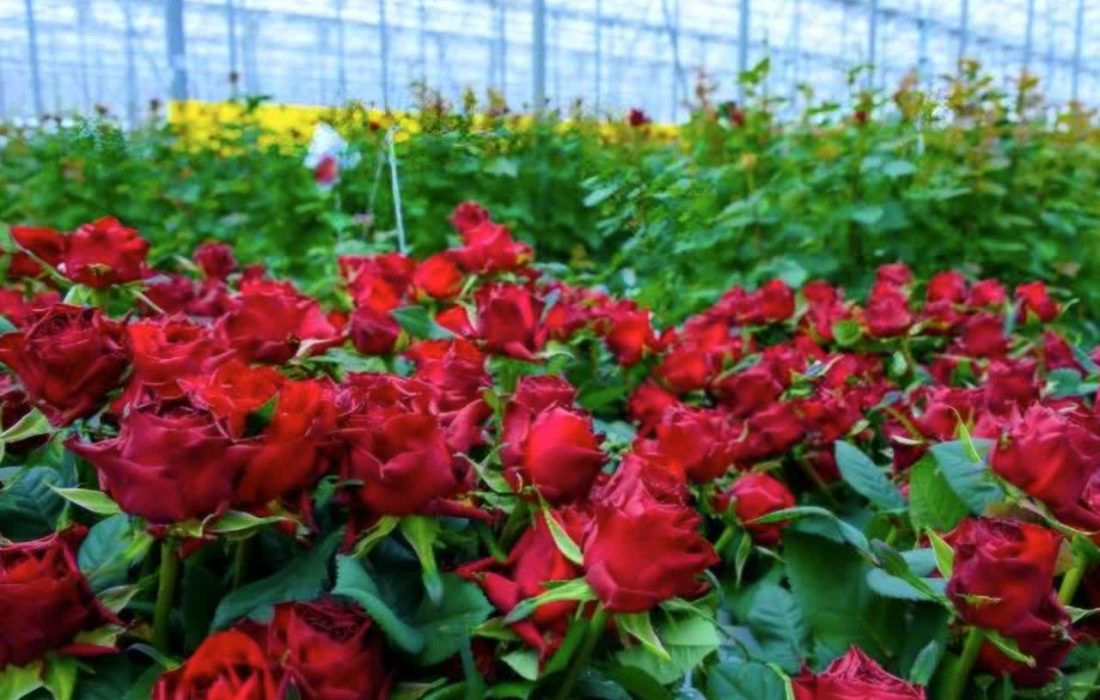 رشد ۳۰ درصدی تولید گل در گلخانه‌های آذربایجان‌غربی