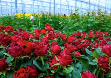 رشد ۳۰ درصدی تولید گل در گلخانه‌های آذربایجان‌غربی