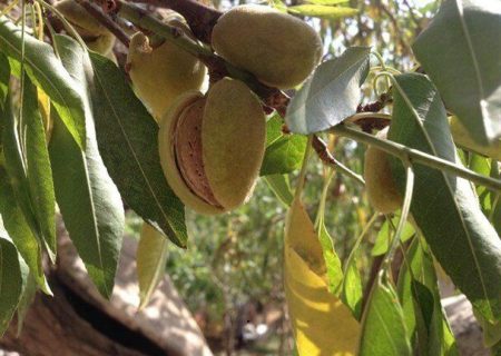 بادام قوشچی در مسیر تبدیل‌شدن به برند ملی