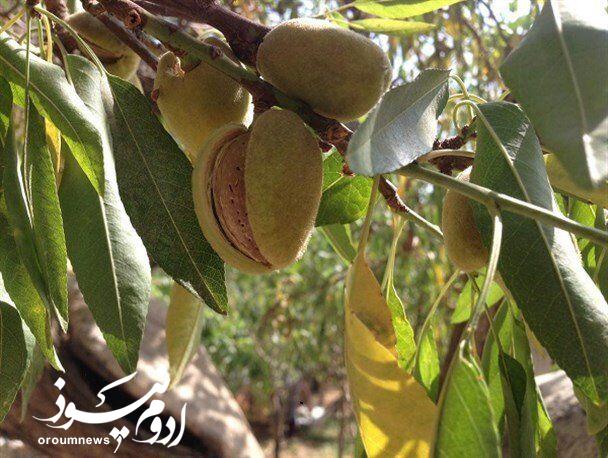 بادام قوشچی در مسیر تبدیل‌شدن به برند ملی