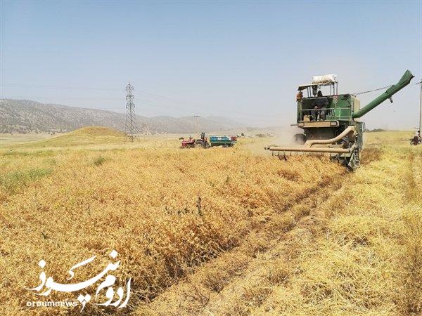 برداشت محصول نخود دیم در آذربایجان‌غربی آغاز شد