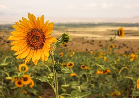 آفتابگردان؛ طلای آفتابخورده آذربایجانغربی