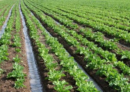 چغندرقند آذربایجان‌غربی در مسیر کشت کم‌آب‌بر قرار گرفت