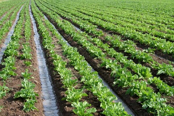 چغندرقند آذربایجانغربی در مسیر کشت کمآببر قرار گرفت