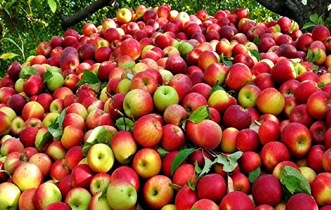پیش‌بینی تولید ۲۰۰ هزار تن سیب در اشنویه