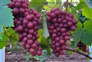 تاکستان‌های آذربایجان‌غربی؛ گنجی برای صادرات غیرنفتی