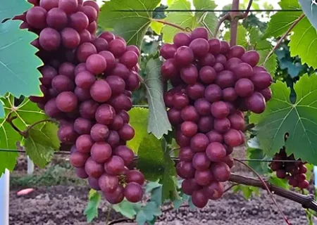 تاکستانهای آذربایجانغربی؛ گنجی برای صادرات غیرنفتی