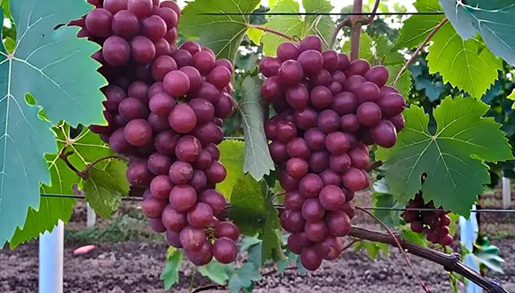 تاکستان‌های آذربایجان‌غربی؛ گنجی برای صادرات غیرنفتی