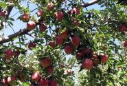 سیب آذربایجان‌غربی از باغ تا بازارهای صادراتی