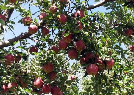 سیب آذربایجان‌غربی از باغ تا بازارهای صادراتی