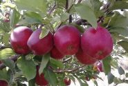 سیب آذربایجان‌غربی از باغ تا بازارهای صادراتی