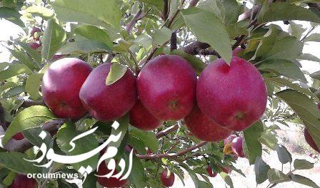 سیب آذربایجانغربی از باغ تا بازارهای صادراتی