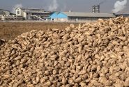 پرداخت بخش عمده مطالبات چغندرکاران در آذربایجان‌غربی