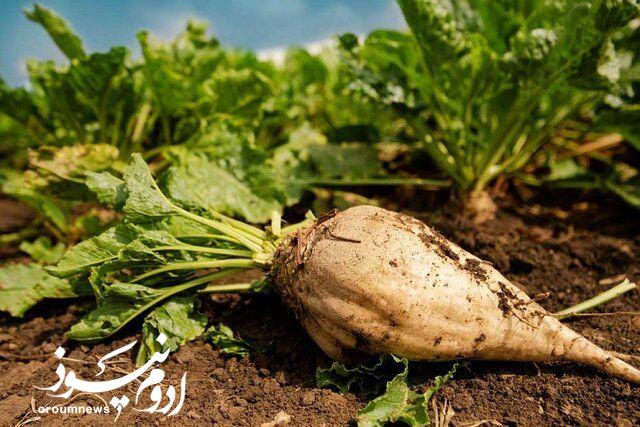 پرداخت بخش عمده مطالبات چغندرکاران در آذربایجان‌غربی