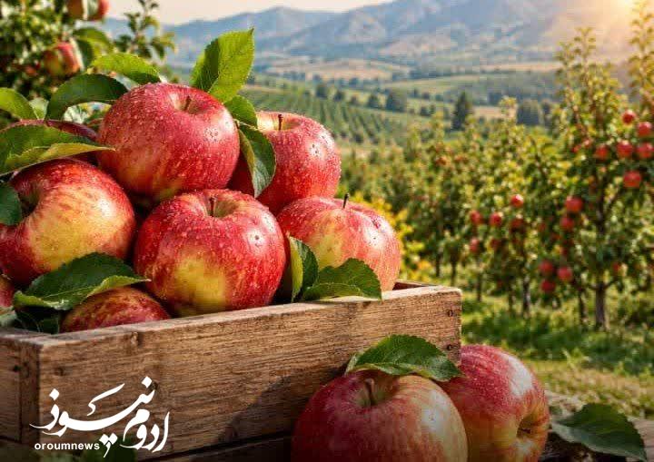 سلماس؛ یکی از قطب‌های اصلی تولید سیب کشور