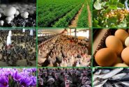 فاصله اعتبارات بانکی تا نیاز متقاضیان مشاغل خانگی