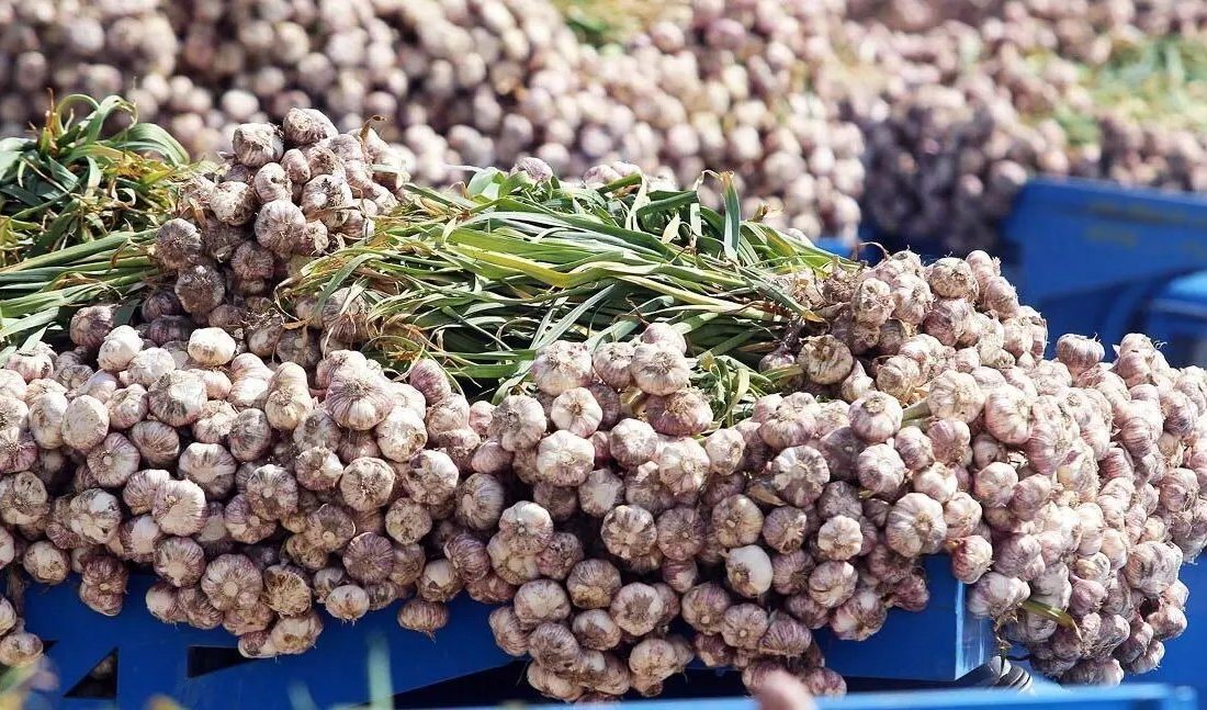 کشت مکانیزه سیر در آذربایجان‌غربی کلید خورد