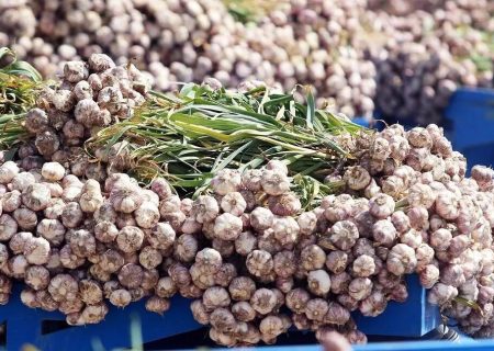 کشت مکانیزه سیر در آذربایجان‌غربی کلید خورد