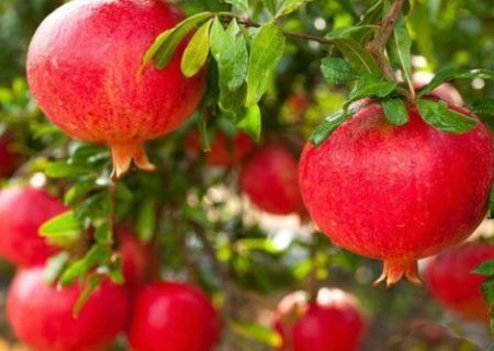 باغداران آذربایجان‌غربی آماده برداشت انار از باغات شدند