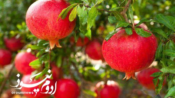 باغداران آذربایجانغربی آماده برداشت انار از باغات شدند