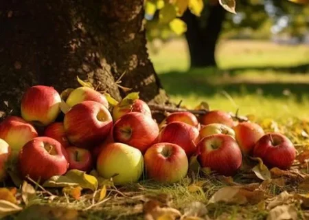 توافق برای افزایش قیمت سیب زیردرختی در آذربایجان‌غربی